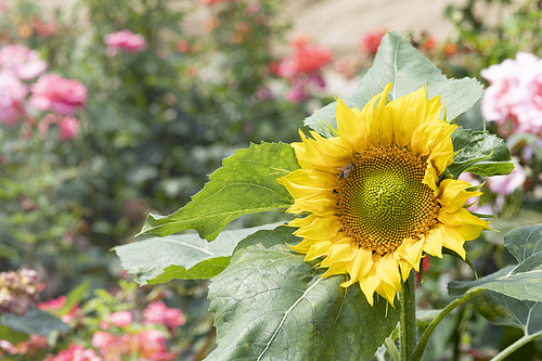 여름과 식물 - 화창한 여름 햇빛과 활짝 핀 해바라기 이미지