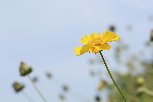 여름과 식물 - 화창한 여름 하늘과 활짝 핀 노란색 들꽃 이미지