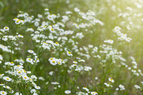 여름과 식물 - 화창한 날씨, 활짝 핀 하얀 들꽃 이미지