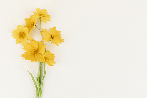 꽃과 식물 - 노란색 들꽃 프레임