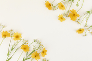 꽃과 식물 - 대각선으로 나열된 들꽃 프레임