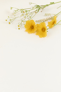 꽃과 식물 - 노란색,흰색 들꽃 프레임