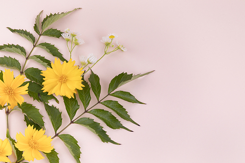 꽃과 식물 - 대각선으로 나열된 노란색 들꽃과 풀 프레임