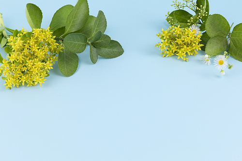 꽃과 식물 - 노란색,흰색 들꽃과 풀 프레임
