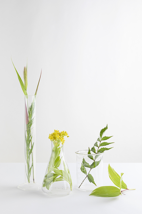 꽃과 식물 - 시험관과 비커,삼각플라스크에 있는 들꽃과 풀