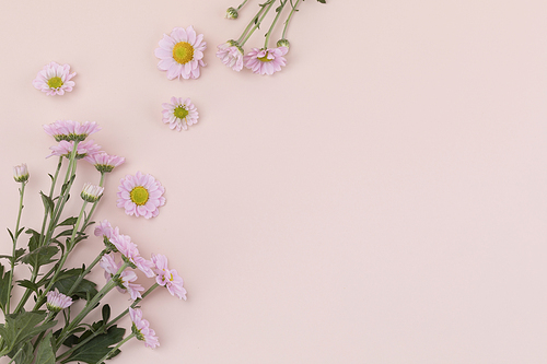 꽃과 식물 - 분홍색 국화 꽃 프레임