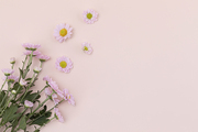 꽃과 식물 - 분홍색 국화 꽃 프레임