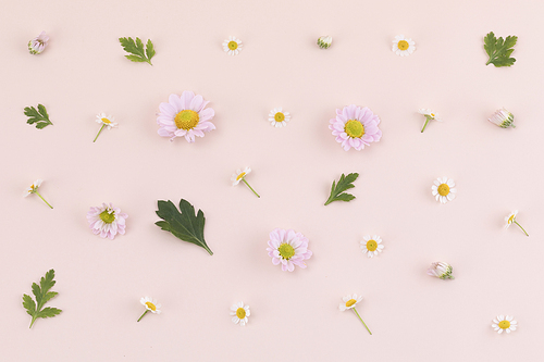 꽃과 식물 - 분홍색 국화 꽃과 나뭇잎 패턴