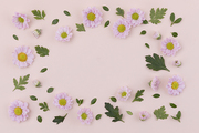 꽃과 식물 - 분홍색 국화 꽃과 나뭇잎 패턴 프레임