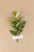 꽃과 식물 - 마스킹 테이프로 붙여진 나뭇잎