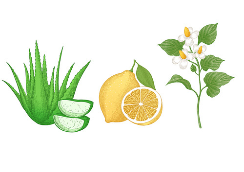 알로에,레몬,어성초 피부 관련 천연재료 이미지 시리즈 일러스트