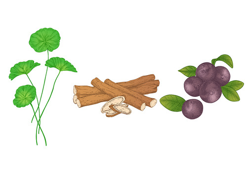 병풀, 감초, 아사이베리 피부 관련 천연재료 이미지 시리즈 일러스트
