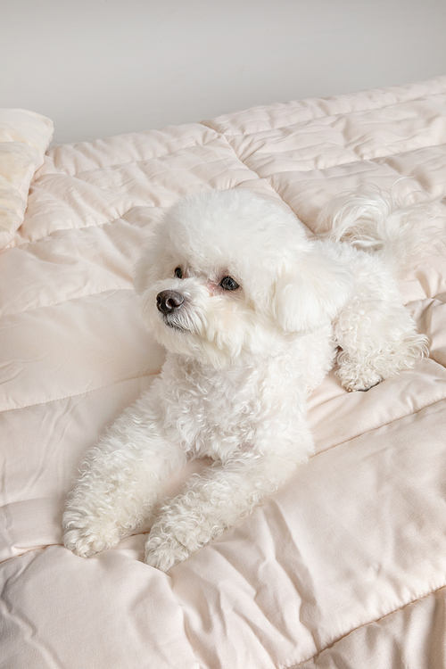 반려견_침대에 앉아있는 강아지 클로즈업 사진