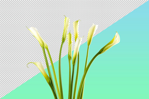카라 PNG