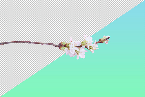 꽃 사과나무 PNG