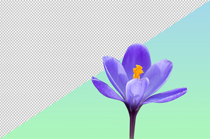 제비꽃 PNG