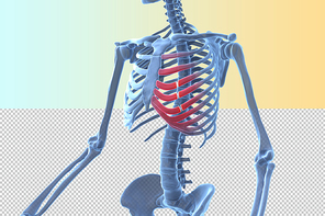 인체 3D 그래픽 누끼 PNG