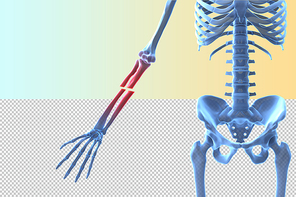 인체 3D 그래픽 누끼 PNG