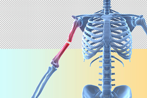 인체 3D 그래픽 누끼 PNG