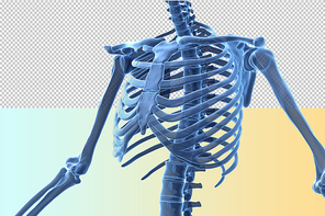 인체 3D 그래픽 누끼 PNG