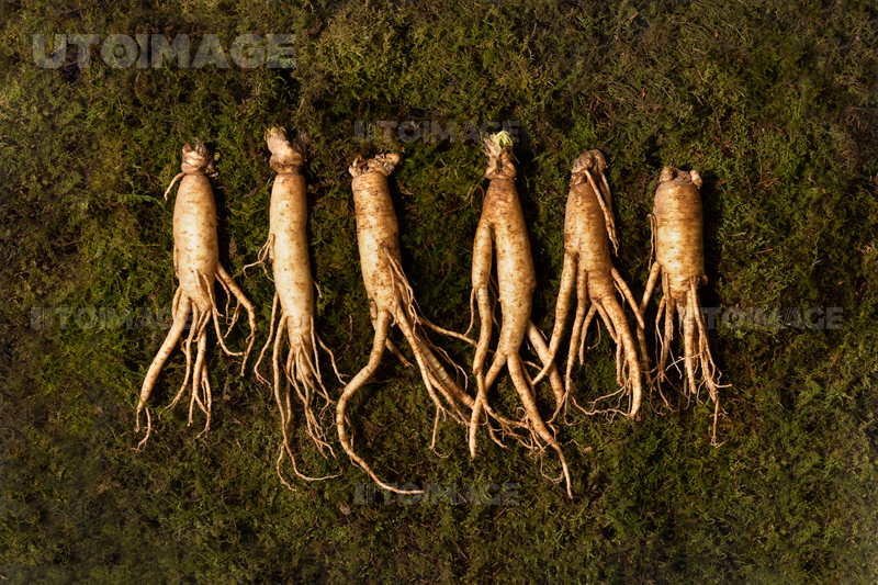 유토이미지 | 인삼홍삼_수삼 사진 이미지
