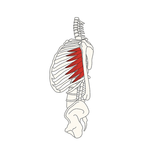 뼈와근육_앞톱니근 인체 벡터 일러스트