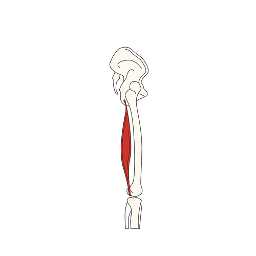 뼈와근육_대퇴이두근의 장두 인체 벡터 일러스트