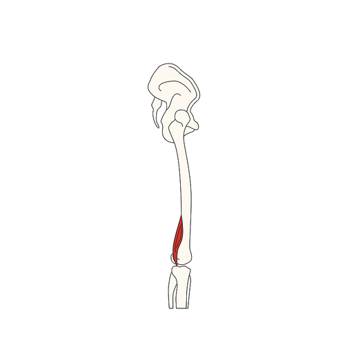 뼈와근육_대퇴이두근의 단두 인체 벡터 일러스트