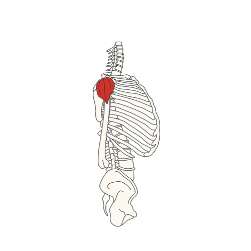 뼈와근육_어깨세모근 인체 벡터 일러스트
