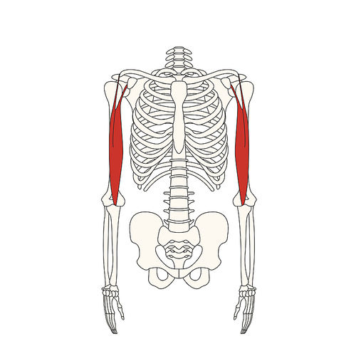뼈와근육_상완이두근의 단두 인체 벡터 일러스트