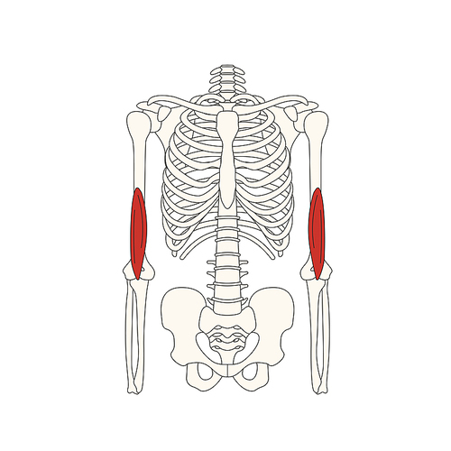 뼈와근육_위팔근 인체 벡터 일러스트