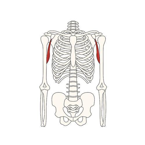 뼈와근육_부리위팔근 인체 벡터 일러스트