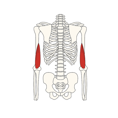 뼈와근육_내측두 인체 벡터 일러스트