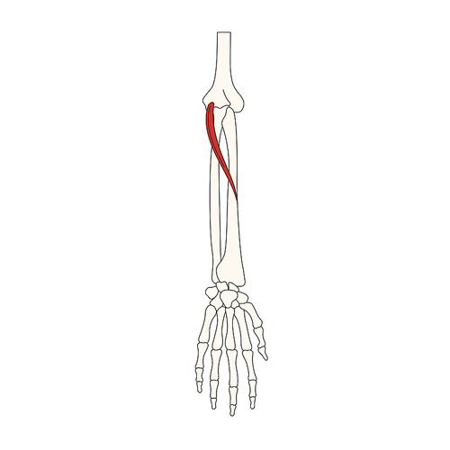 뼈와근육_원엎침근 인체 벡터 일러스트