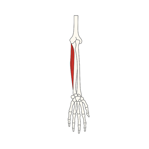 뼈와근육_자쪽손목굽힘근 인체 벡터 일러스트