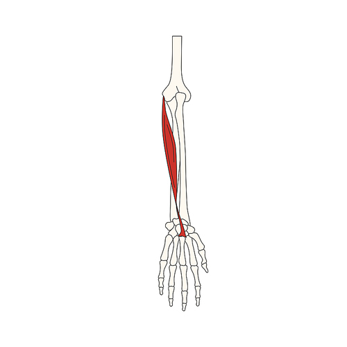 뼈와근육_노쪽손목굽힘근 인체 벡터 일러스트