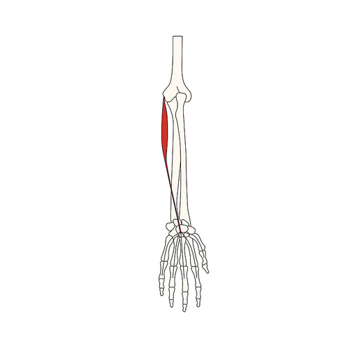 뼈와근육_긴손바닥근 인체 벡터 일러스트