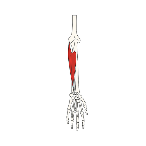 뼈와근육_얇은손가락굽힘근 인체 벡터 일러스트