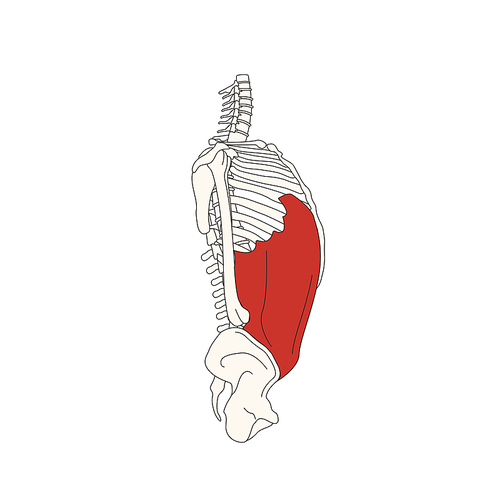 뼈와근육_배바깥빗근 인체 벡터 일러스트