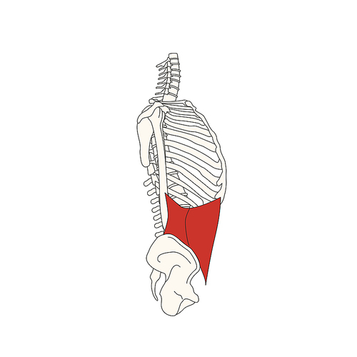 뼈와근육_배속빗근 인체 벡터 일러스트