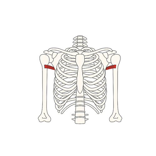 뼈와근육_대원근 인체 벡터 일러스트