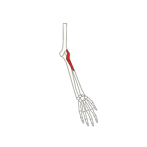 뼈와근육_회외근 인체 벡터 일러스트