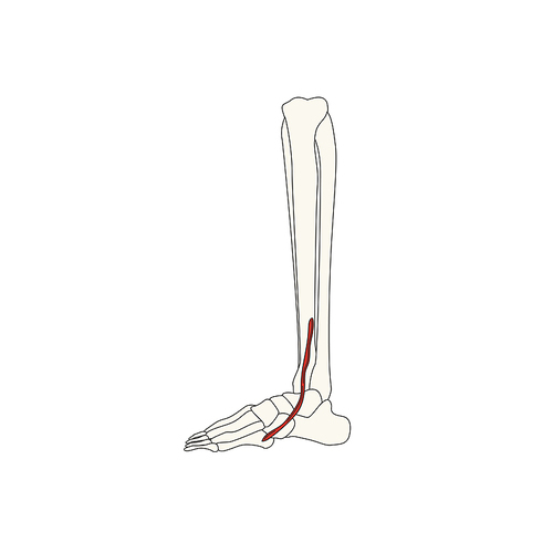뼈와근육_제삼비골근 인체 벡터 일러스트