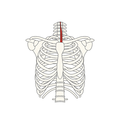 뼈와근육_흉골설골근 인체 벡터 일러스트