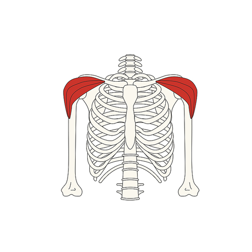 뼈와근육_삼각근 전면섬유 인체 벡터 일러스트