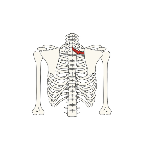 뼈와근육_소능형근 인체 벡터 일러스트