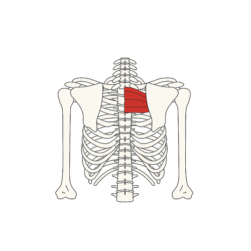 뼈와근육_대능형근 인체 벡터 일러스트