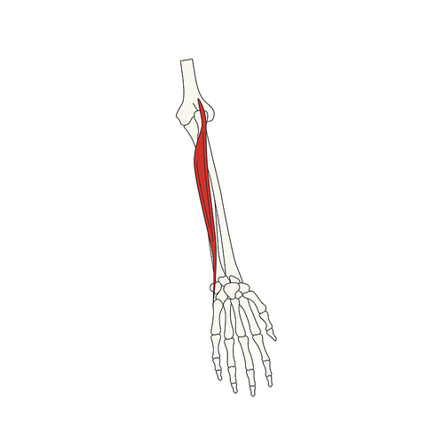 뼈와근육_척측수근신근 인체 벡터 일러스트