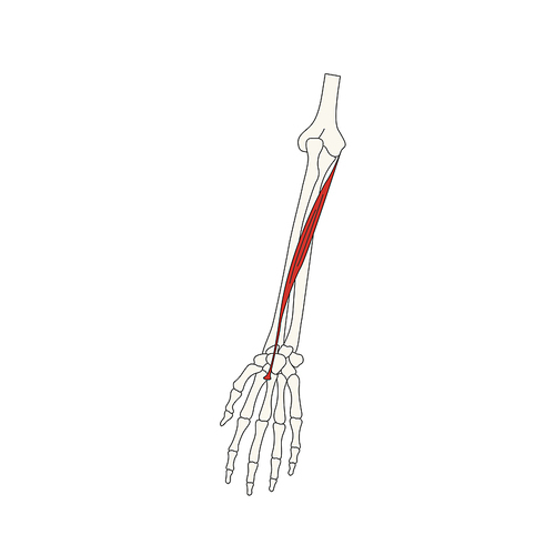 뼈와근육_요측수근굴근 인체 벡터 일러스트