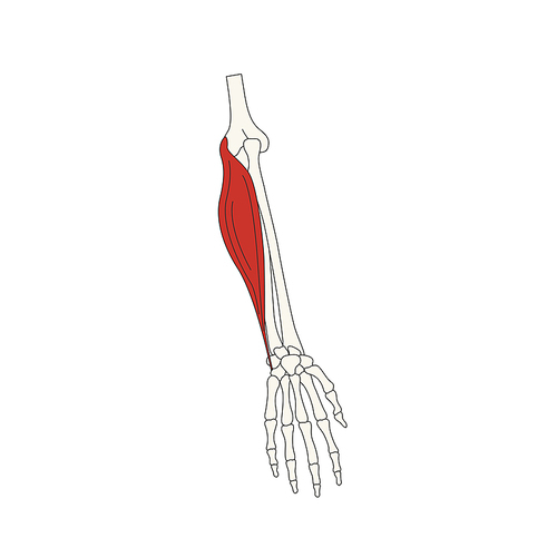 뼈와근육_척측수근굴근 인체 벡터 일러스트